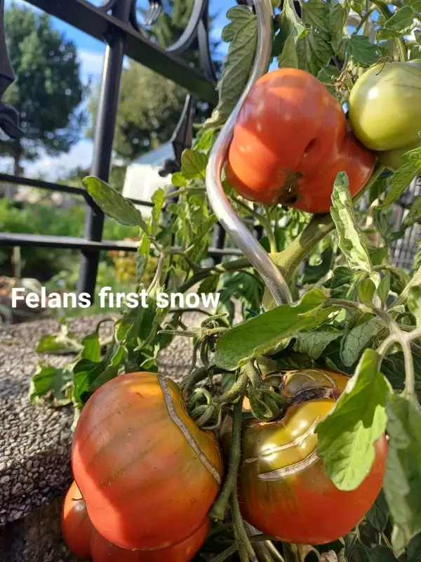 Tomaten: Felans first snow