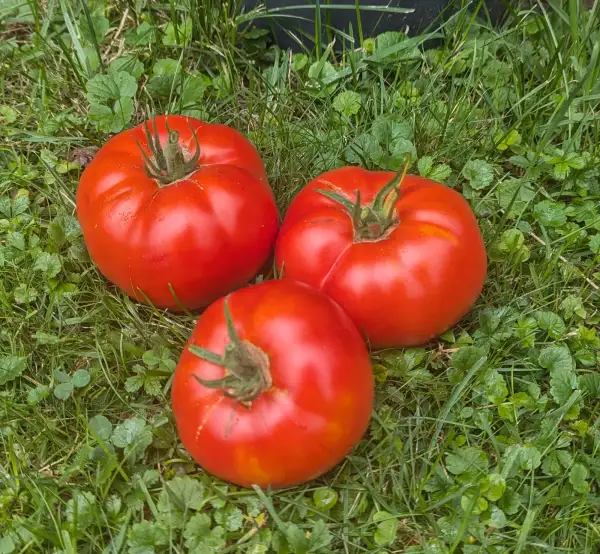 Tomaten: Felix Bachwunder Tomate