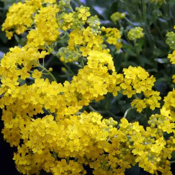 Blumen: Felsensteinkraut