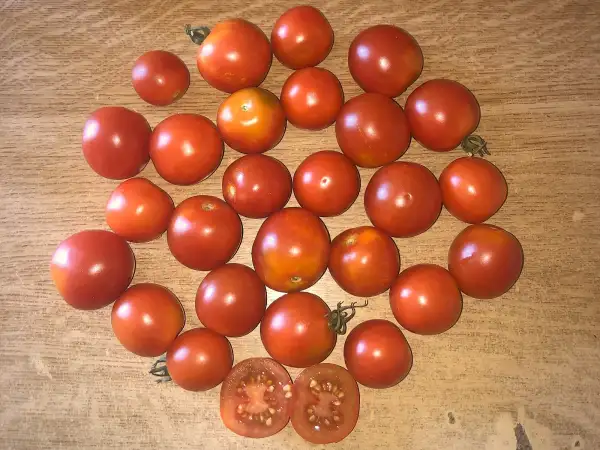 Tomaten: Fence Row