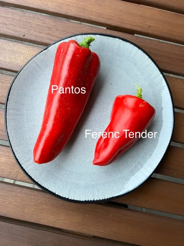 Chili / Paprika: Ferenc Tender