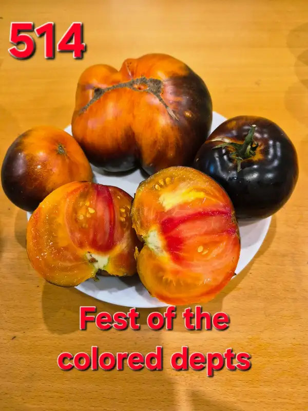 Tomaten: Fest of the colored depts