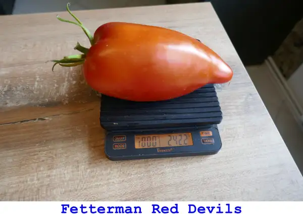 Tomaten: Fetterman Red Devils
