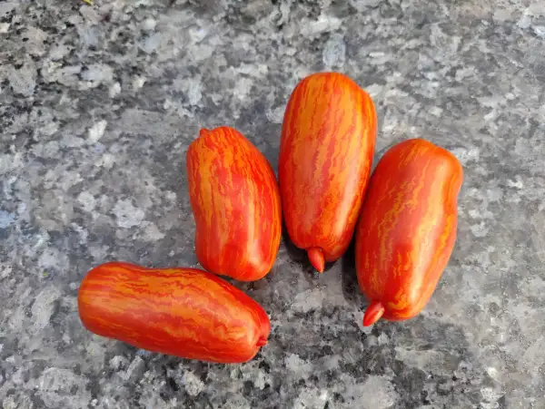 Tomaten: Feuer und Flamme