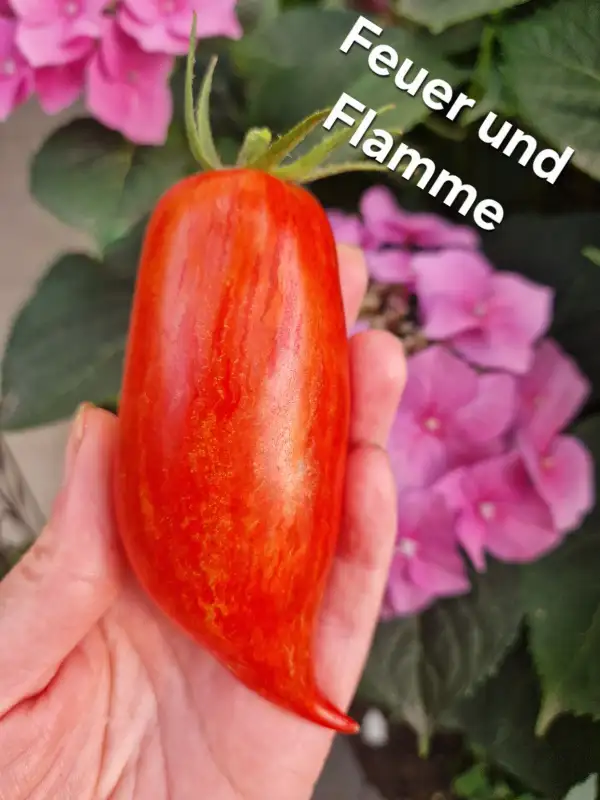 Tomaten: Feuer und Flamme