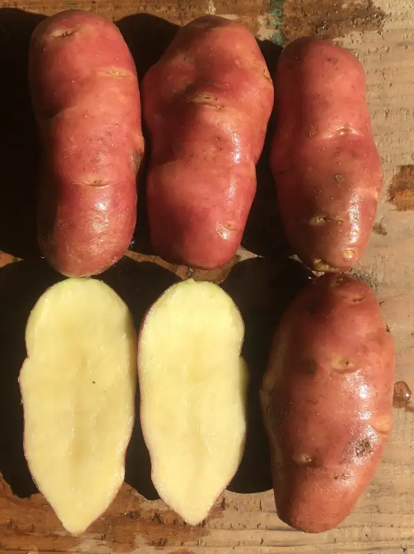 Kartoffeln: Feuergold