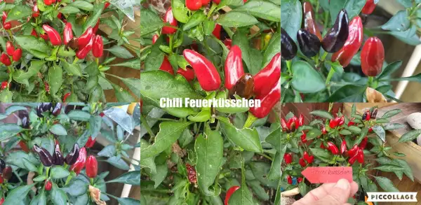 Chili / Paprika: Feuerküsschen