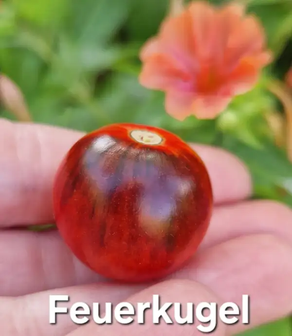 Tomaten: Feuerkugel