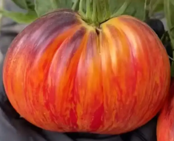 Tomaten: Feuerturban