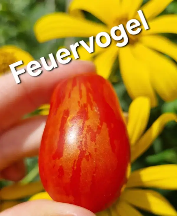 Tomaten: Feuervogel