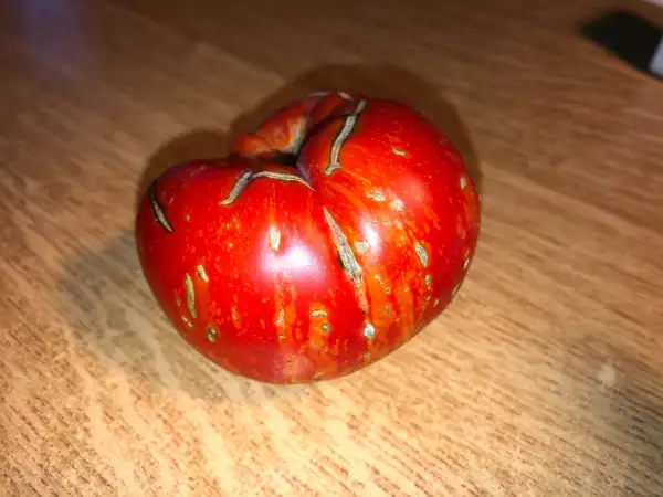 Tomaten: Feuerwerk