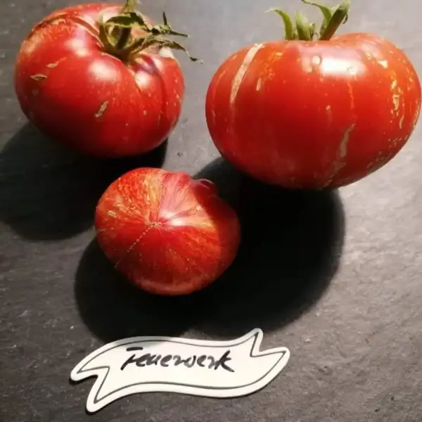 Tomaten: Feuerwerk
