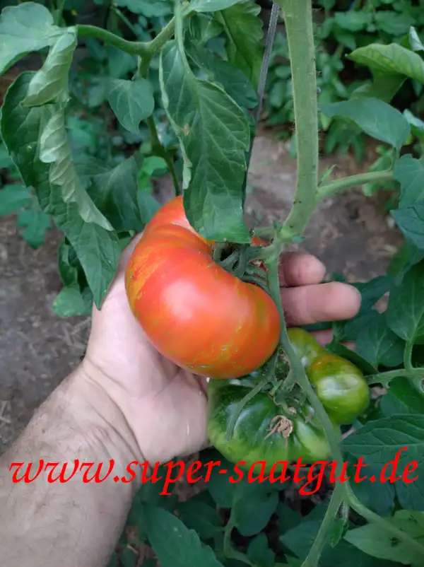 Tomaten: Feuerwerk