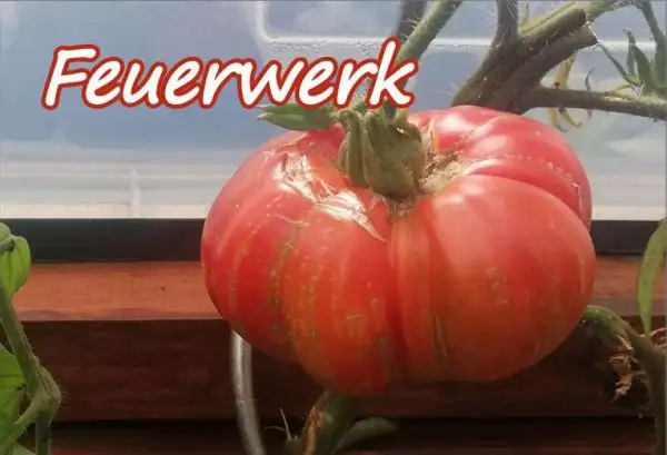 Tomaten: Feuerwerk