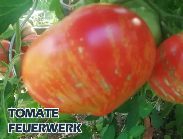 Tomaten: Feuerwerk