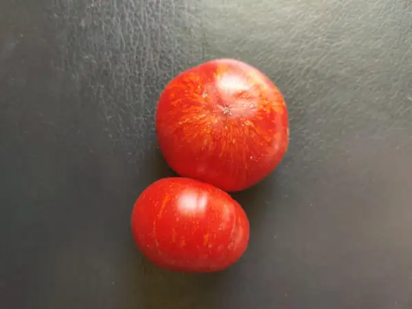 Tomaten: Feuerwerk