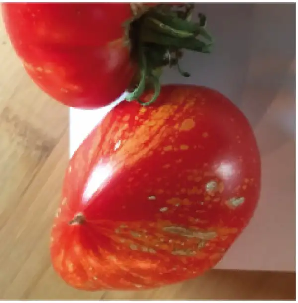 Tomaten: Feuerwerk