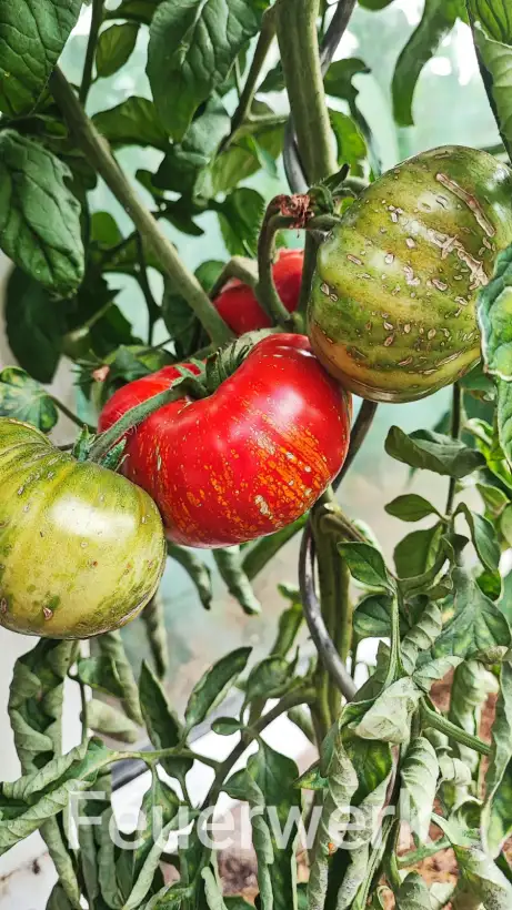 Tomaten: Feuerwerk