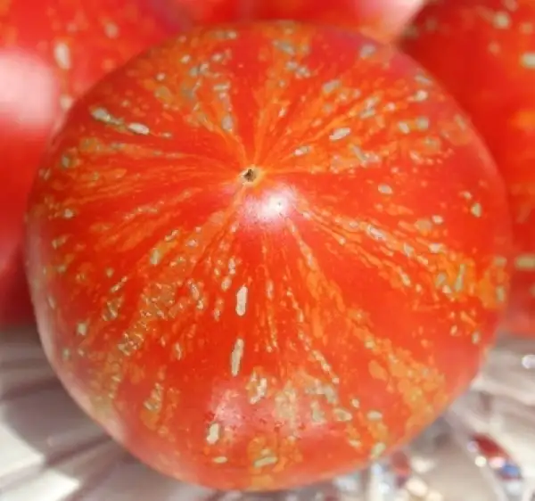 Tomaten: Feuerwerk