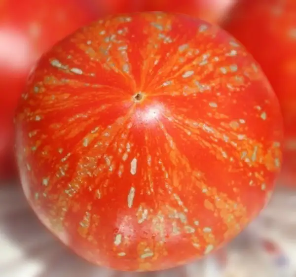 Tomaten: Feuerwerk