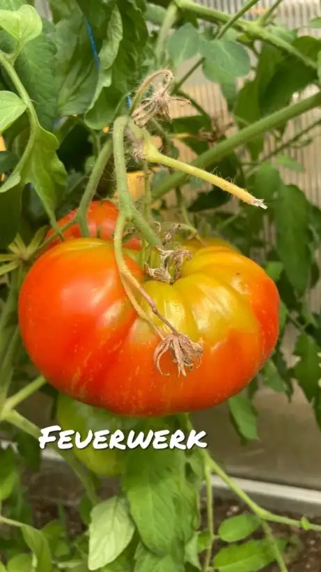 Tomaten: Feuerwerk