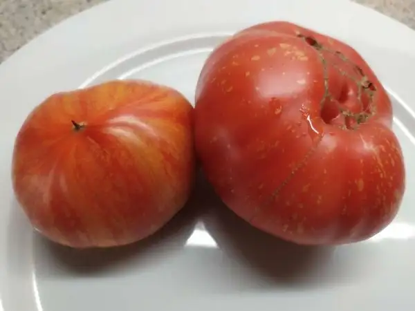 Tomaten: Feuerwerk