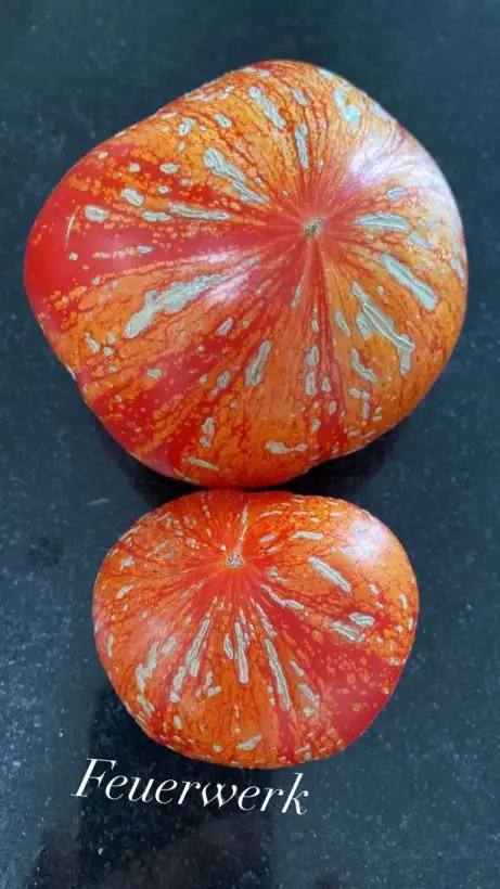 Tomaten: Feuerwerk