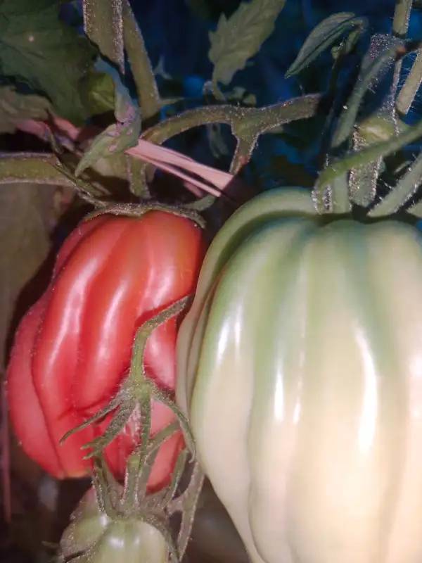 Tomaten: Fiammante