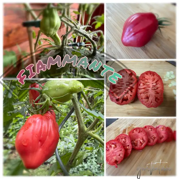 Tomaten: Fiammante