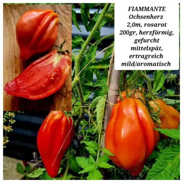 Tomaten: Fiammante