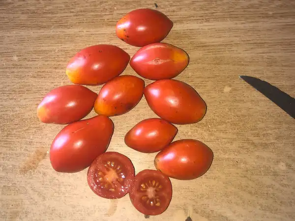 Tomaten: Fiaschetto
