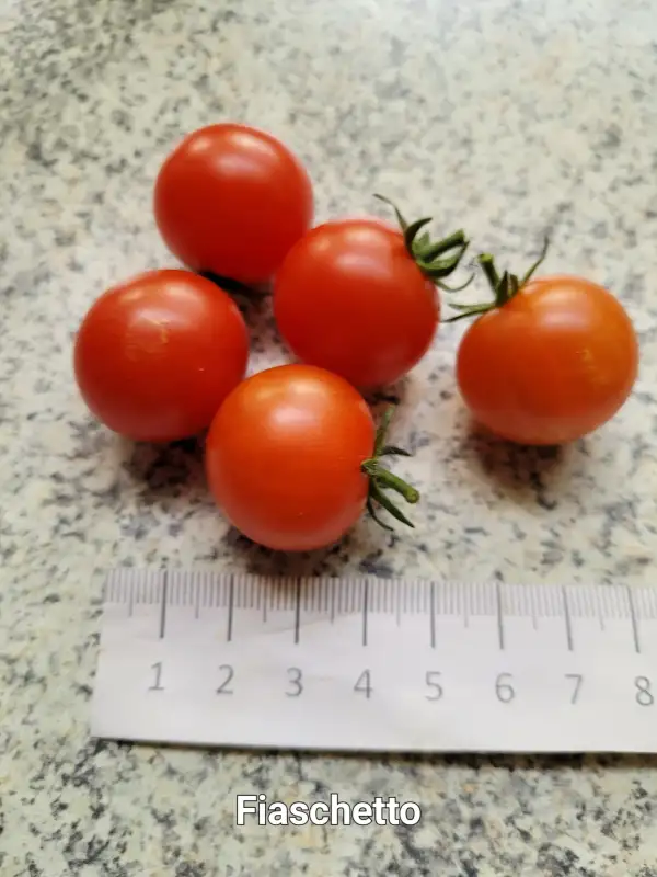 Tomaten: Fiaschetto