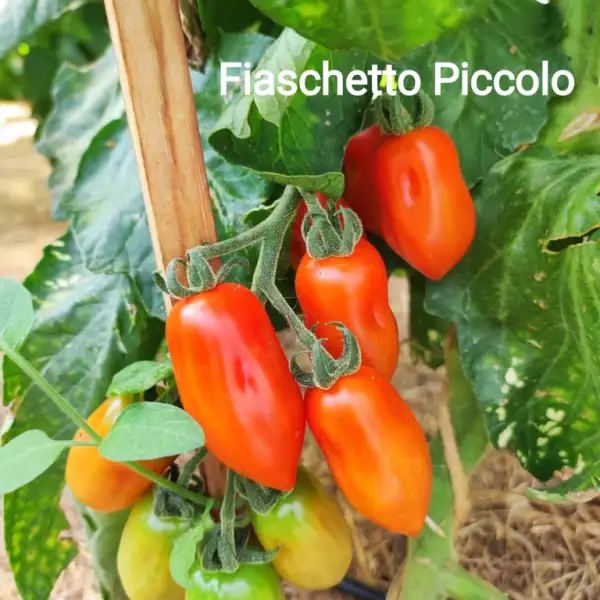 Tomaten: Fiaschetto Piccolo