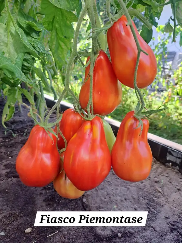 Tomaten: Fiasco Piemontase