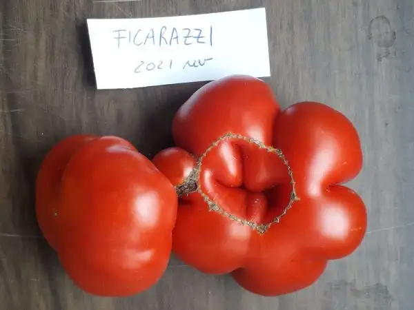 Tomaten: Ficarazzi