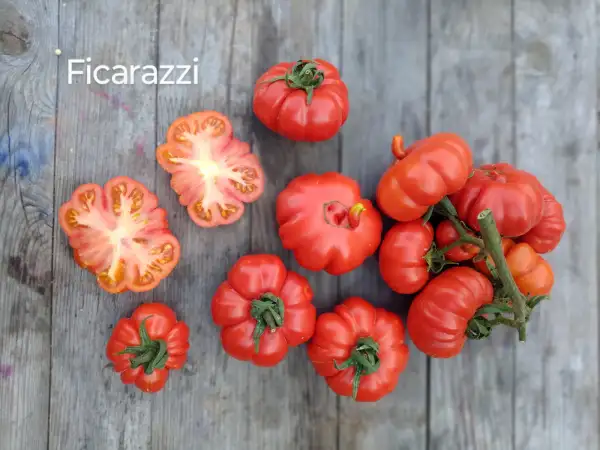 Tomaten: Ficarazzi