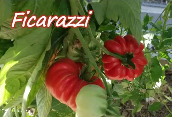 Tomaten: Ficarazzi