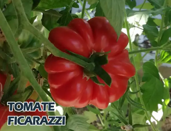 Tomaten: Ficarazzi