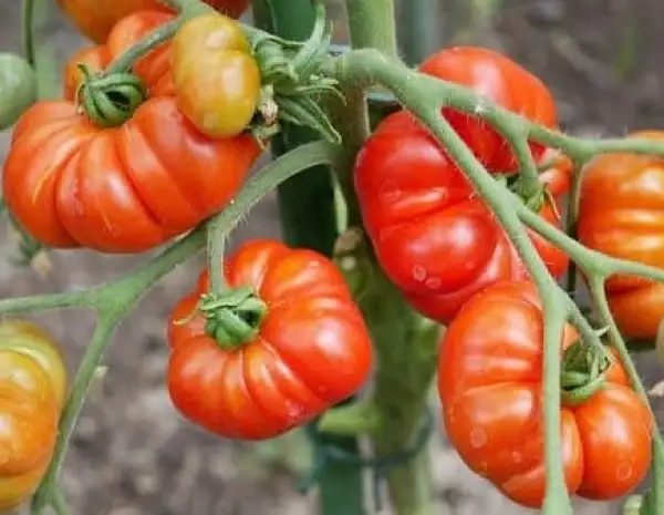 Tomaten: Ficarazzi