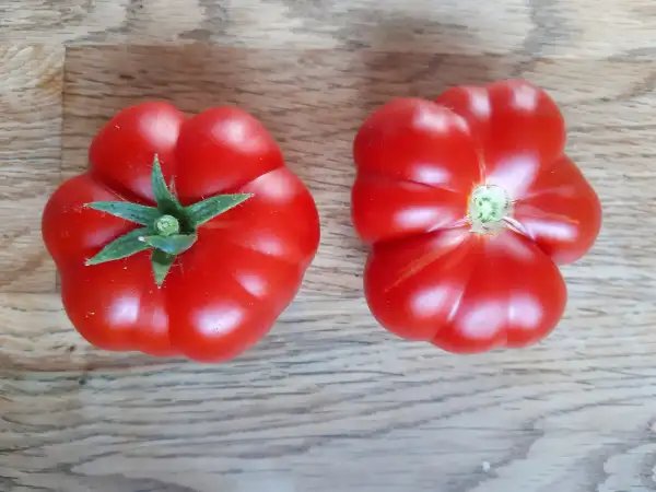 Tomaten: Ficarazzi