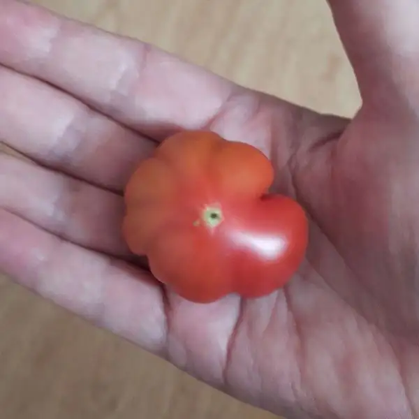 Tomaten: Ficarazzi