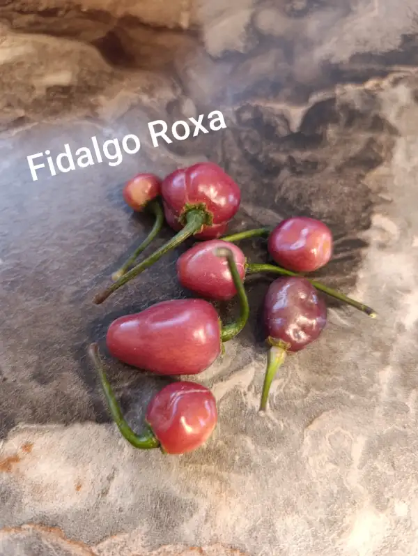 Chili / Paprika: Fidalgo Roxa