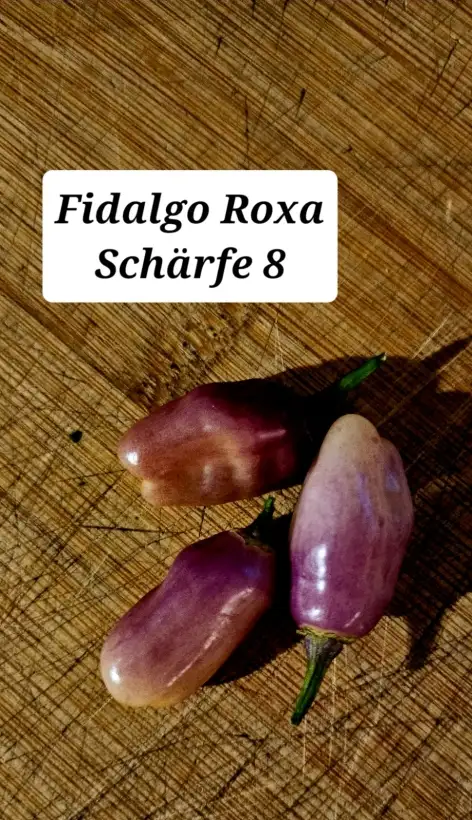 Chili / Paprika: Fidalgo Roxa