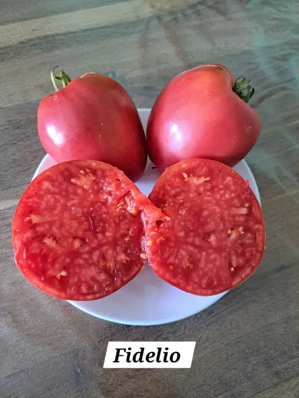 Tomaten: Fidelio