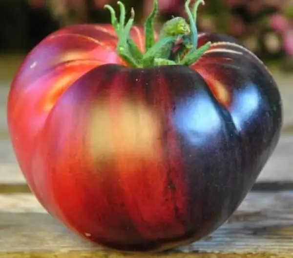 Tomaten: Fiery Katja