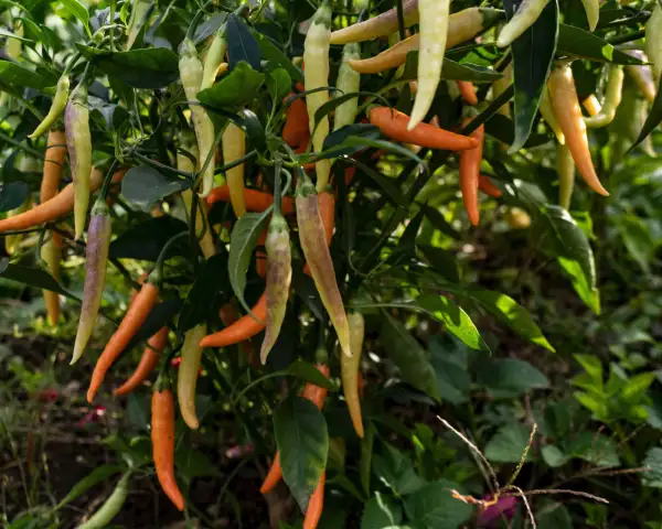 Chili / Paprika: FiFi Tabasco Peach