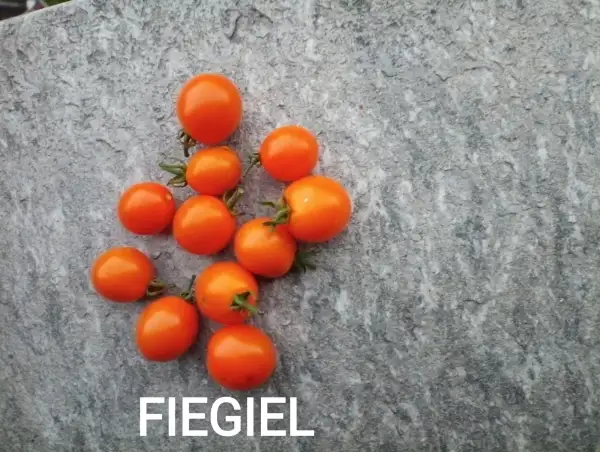 Tomaten: Figiel