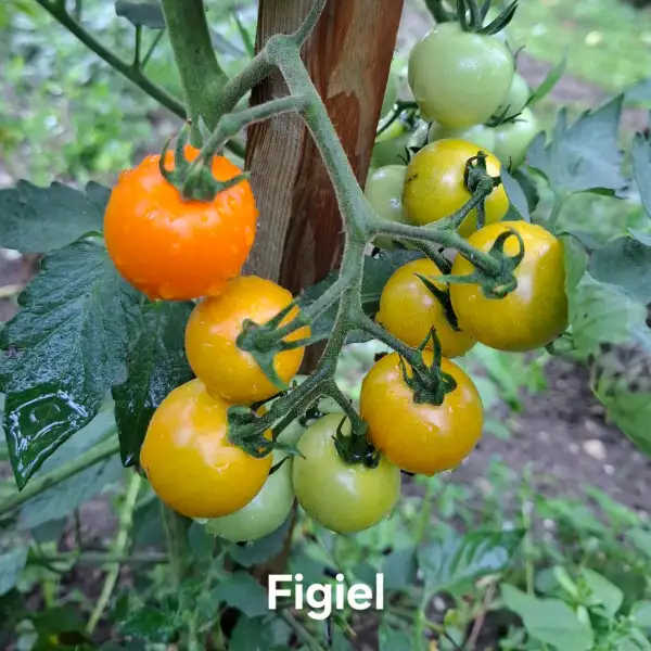 Tomaten: Figiel
