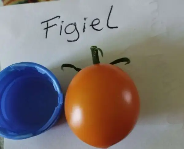 Tomaten: Figiel