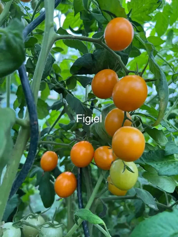 Tomaten: Figiel